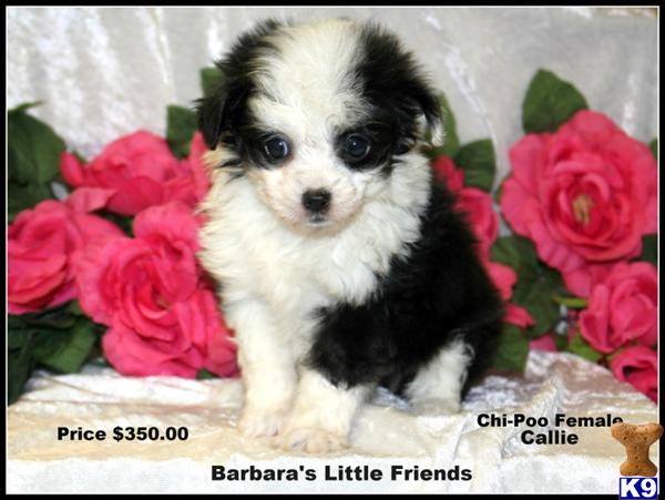 Puppies in Scottsville